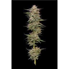 Banana OG Auto, Фасовка: 3